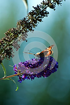 Red admiral 03