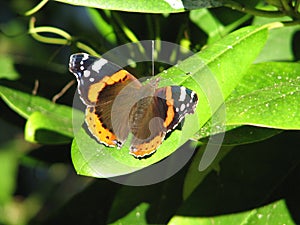 Red admiral