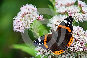 The red Admiral or Atalanta butterfly  on a flower