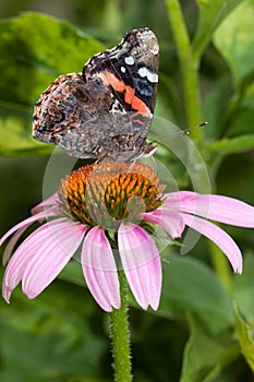 Red admiral atop a purple cone flower