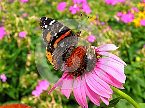 Red Admiral and Bumblebee