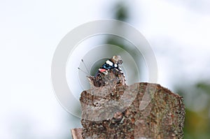 Red Admiral Butterfly