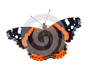 Red admiral butterfly photo