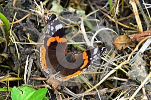 Red Admiral Butterfly