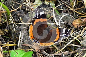 Red Admiral Butterfly