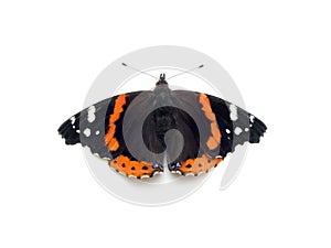 Red Admiral Butterfly photo