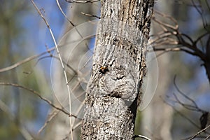 Red Admiral Butterfly