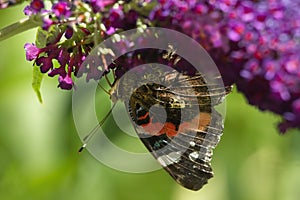 Red admiral butterfly on