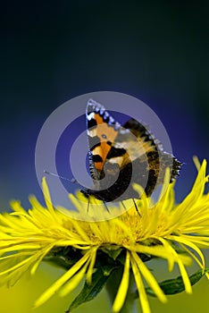 Red Admiral Butterfly