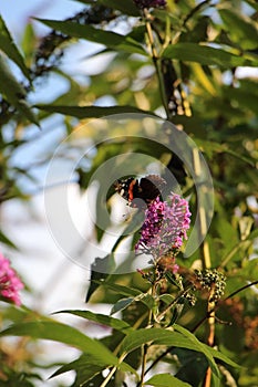 Red Admiral butterfly