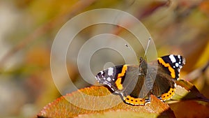 Red admiral butterfly on autumn leaf