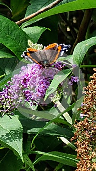 Red admiral butterfly on a buddleia Bush,  Uk