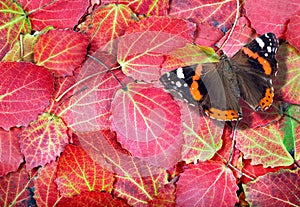 Red admiral butterfly. butterfly on bright autumn leaves. bright red fallen leaves texture background. top view.