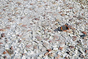 Red admiral butterfly in cement and stones floor