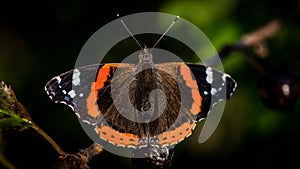 Red Admiral Butterfly in the cherry tree