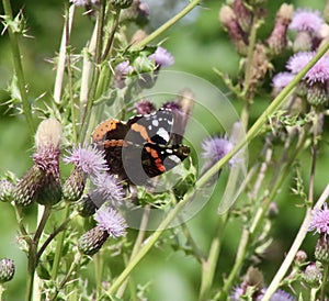 Red Admiral butterfly in close up