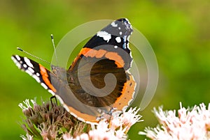 Red Admiral Butterfly close-up photo