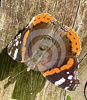 Red Admiral butterfly close up