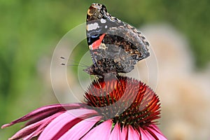 Red Admiral Butterfly Feeding on Coneflower