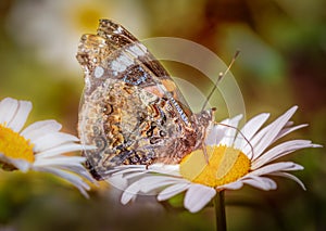 Red Admiral butterfly feeding on a large daisy flower, in Kent, England, UK.