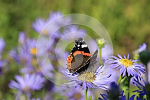 Red Admiral Butterfly Feeding on New York Aster