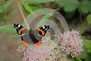 Red admiral butterfly on a holy rope boneset flower