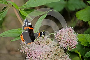 Red admiral butterfly on a holy rope boneset flower