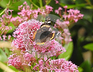 Red admiral butterfly insect on flower