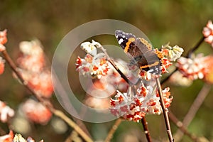 Red admiral butterfly lands on bright orange flower of the Edgeworthia chrysanthia Red Dragon bush at RHS Wisley, Surrey UK