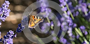 Red admiral butterfly lands on the flower head at lavender farm in the Cotswolds UK.