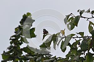 Red Admiral Butterfly on a leaf