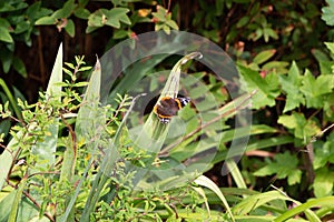 Red admiral butterfly on a leaf