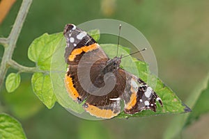 Red admiral butterfly on a leaf