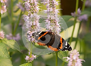 Red Admiral Butterfly Nectaring on Hyssop Plant with a Bee