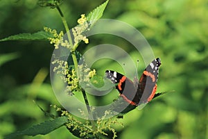 Red admiral butterfly on nettle