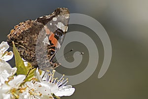 A red admiral butterfly in early spring