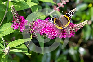 Red admiral butterfly with open wings sitting on flowering pink butterflybush - Buddleja davidii - in summer garden.
