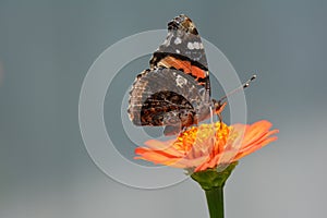 Red admiral butterfly orange zinnia