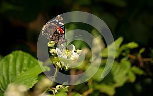 Red admiral butterfly perched on a bramble white flower