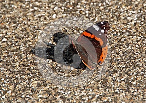 Red admiral butterfly photo