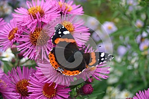 Red admiral butterfly on pink aster flowers