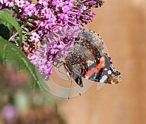 Red Admiral Butterfly on Pink Buddleia