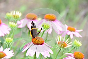 Red Admiral Butterfly on pink echinacea flower.