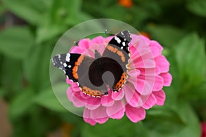Red Admiral butterfly on a pink gerbera photo