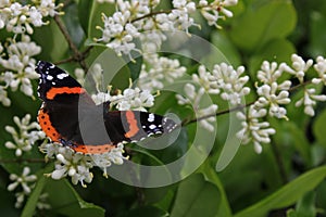 Red Admiral Butterfly on a privet bush photo