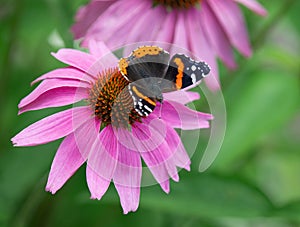 Red Admiral butterfly on purple coneflower photo