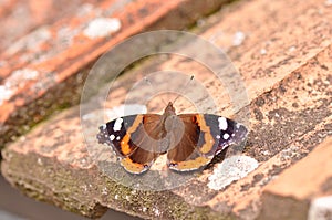 Red Admiral Butterfly