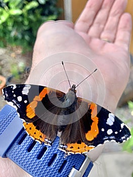 Red Admiral butterfly rests on man's wrist