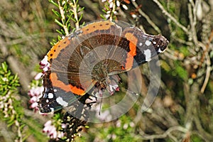 Red admiral butterfly with open wings