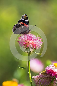 Red Admiral butterfly on Strawflower